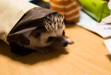 ハリネズミ　Hedgehog　｜ハリネズミとの日常フォトブログ。ちょもフォト島。