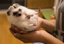 ハリネズミ　Hedgehog　｜ハリネズミとの日常フォトブログ。ちょもフォト島。