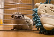 ハリネズミ　Hedgehog　｜ハリネズミとの日常フォトブログ。ちょもフォト島。