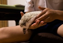 ハリネズミ　Hedgehog　｜ハリネズミとの日常フォトブログ。ちょもフォト島。