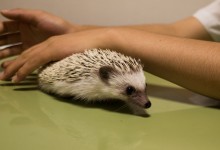 ハリネズミ　Hedgehog　｜ハリネズミとの日常フォトブログ。ちょもフォト島。
