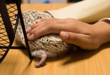 ハリネズミ　Hedgehog　｜ハリネズミとの日常フォトブログ。ちょもフォト島。