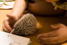 ハリネズミ　Hedgehog　｜ハリネズミとの日常フォトブログ。ちょもフォト島。