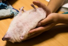 ハリネズミ　Hedgehog　｜ハリネズミとの日常フォトブログ。ちょもフォト島。