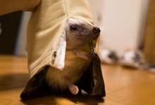 ハリネズミ　Hedgehog　｜ハリネズミとの日常フォトブログ。ちょもフォト島。