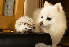 ハリネズミ　Hedgehog　｜ハリネズミとの日常フォトブログ。ちょもフォト島。