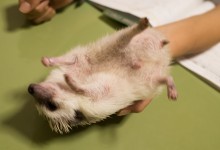 ハリネズミ　Hedgehog　｜ハリネズミとの日常フォトブログ。ちょもフォト島。