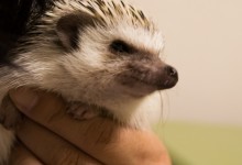 ハリネズミ　Hedgehog　｜ハリネズミとの日常フォトブログ。ちょもフォト島。