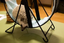 ハリネズミ　Hedgehog　｜ハリネズミとの日常フォトブログ。ちょもフォト島。