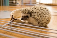 ハリネズミ　Hedgehog　｜ハリネズミとの日常フォトブログ。ちょもフォト島。