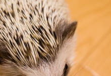 ハリネズミ　Hedgehog　｜ハリネズミとの日常フォトブログ。ちょもフォト島。
