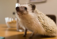 ハリネズミ　Hedgehog　｜ハリネズミとの日常フォトブログ。ちょもフォト島。