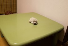 ハリネズミ　Hedgehog　｜ハリネズミとの日常フォトブログ。ちょもフォト島。