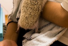 ハリネズミ　Hedgehog　｜ハリネズミとの日常フォトブログ。ちょもフォト島。