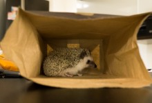 ハリネズミ　Hedgehog　｜ハリネズミとの日常フォトブログ。ちょもフォト島。