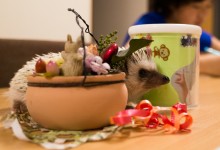 ハリネズミ　Hedgehog　｜ハリネズミとの日常フォトブログ。ちょもフォト島。