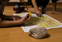 ハリネズミ　Hedgehog　｜ハリネズミとの日常フォトブログ。ちょもフォト島。