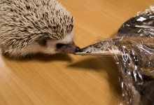 ハリネズミ　Hedgehog　｜ハリネズミとの日常フォトブログ。ちょもフォト島。