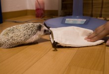 ハリネズミ　Hedgehog　｜ハリネズミとの日常フォトブログ。ちょもフォト島。