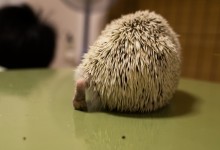 ハリネズミ　Hedgehog　｜ハリネズミとの日常フォトブログ。ちょもフォト島。