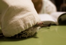 ハリネズミ　Hedgehog　｜ハリネズミとの日常フォトブログ。ちょもフォト島。