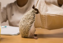 ハリネズミ　Hedgehog　｜ハリネズミとの日常フォトブログ。ちょもフォト島。