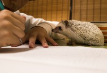 ハリネズミ　Hedgehog　｜ハリネズミとの日常フォトブログ。ちょもフォト島。