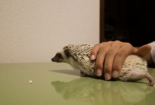 ハリネズミ　Hedgehog　｜ハリネズミとの日常フォトブログ。ちょもフォト島。