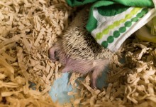 ハリネズミ　Hedgehog　｜ハリネズミとの日常フォトブログ。ちょもフォト島。