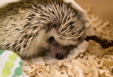 ハリネズミ　Hedgehog　｜ハリネズミとの日常フォトブログ。ちょもフォト島。