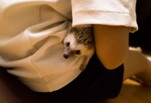 ハリネズミ　Hedgehog　｜ハリネズミとの日常フォトブログ。ちょもフォト島。