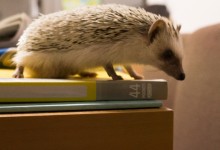 ハリネズミ　Hedgehog　｜ハリネズミとの日常フォトブログ。ちょもフォト島。