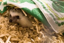 ハリネズミ　Hedgehog　｜ハリネズミとの日常フォトブログ。ちょもフォト島。