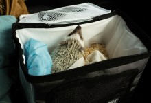ハリネズミ　Hedgehog　｜ハリネズミとの日常フォトブログ。ちょもフォト島。