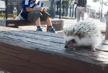 ハリネズミ　Hedgehog　｜ハリネズミとの日常フォトブログ。ちょもフォト島。