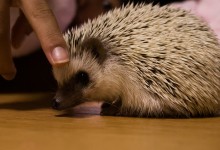 ハリネズミ　Hedgehog　｜ハリネズミとの日常フォトブログ。ちょもフォト島。