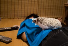 ハリネズミ　Hedgehog　｜ハリネズミとの日常フォトブログ。ちょもフォト島。