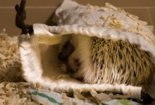 ハリネズミ　Hedgehog　｜ハリネズミとの日常フォトブログ。ちょもフォト島。