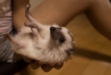 ハリネズミ　Hedgehog　｜ハリネズミとの日常フォトブログ。ちょもフォト島。