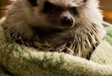 ハリネズミ　Hedgehog　｜ハリネズミとの日常フォトブログ。ちょもフォト島。