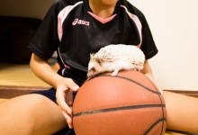 ハリネズミ　Hedgehog　｜ハリネズミとの日常フォトブログ。ちょもフォト島。