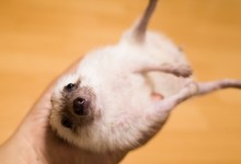 ハリネズミ　Hedgehog　｜ハリネズミとの日常フォトブログ。ちょもフォト島。