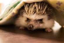 ハリネズミ　Hedgehog　｜ハリネズミとの日常フォトブログ。ちょもフォト島。