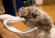 ハリネズミ　Hedgehog　｜ハリネズミとの日常フォトブログ。ちょもフォト島。