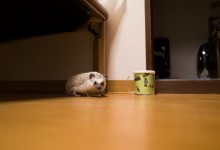 ハリネズミ　Hedgehog　｜ハリネズミとの日常フォトブログ。ちょもフォト島。