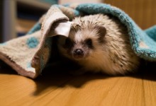 ハリネズミ　Hedgehog　｜ハリネズミとの日常フォトブログ。ちょもフォト島。