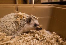 ハリネズミ　Hedgehog　｜ハリネズミとの日常フォトブログ。ちょもフォト島。