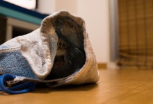 ハリネズミ　Hedgehog　｜ハリネズミとの日常フォトブログ。ちょもフォト島。