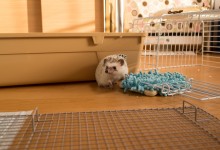 ハリネズミ　Hedgehog　｜ハリネズミとの日常フォトブログ。ちょもフォト島。