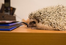 ハリネズミ　Hedgehog　｜ハリネズミとの日常フォトブログ。ちょもフォト島。